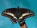 Papilio hybrid male (p. brevicauda brevicauda m x p. polyxenes asterius f) (Internet Image property of respective owner, non-commercial use only)